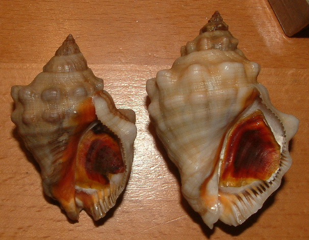 Stramonita haemastoma f. consul